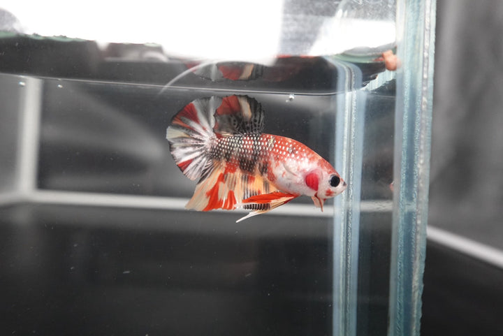 Competition grade - Multicolors Betta Fish