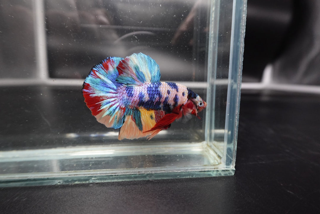 Competition grade - Multicolors Betta Fish