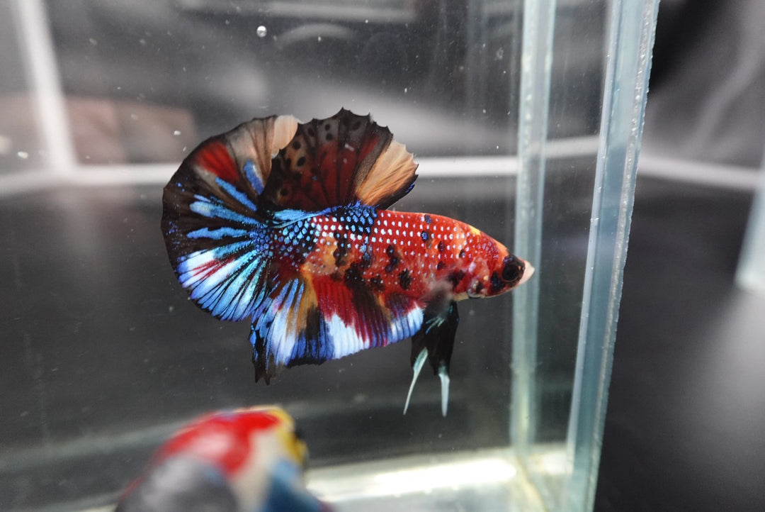 Competition grade - Multicolors Betta Fish