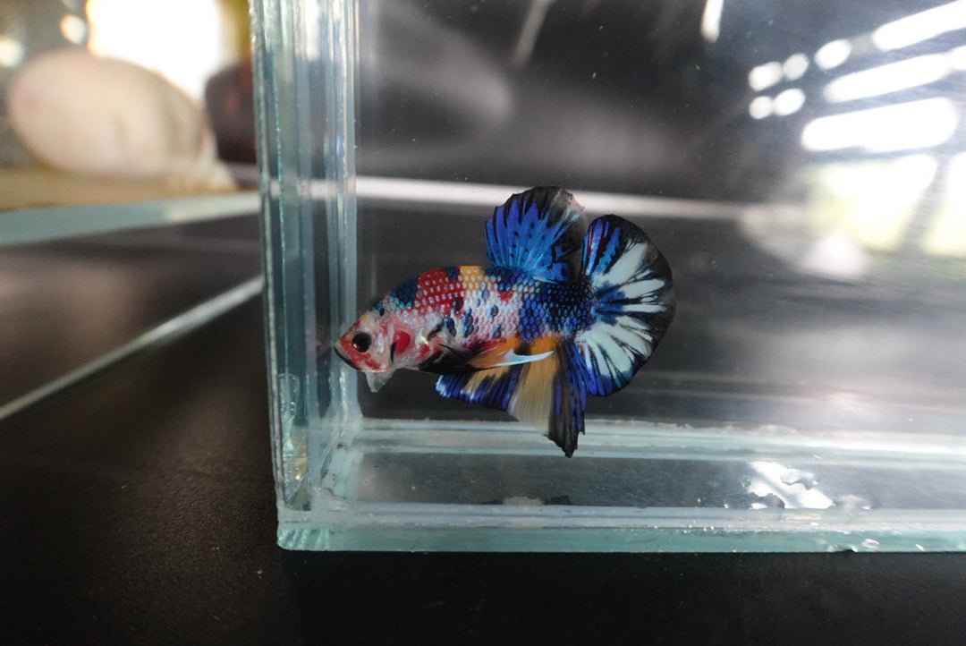 Competition grade - Multicolors Betta Fish