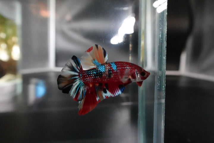 Competition grade - Multicolors Betta Fish