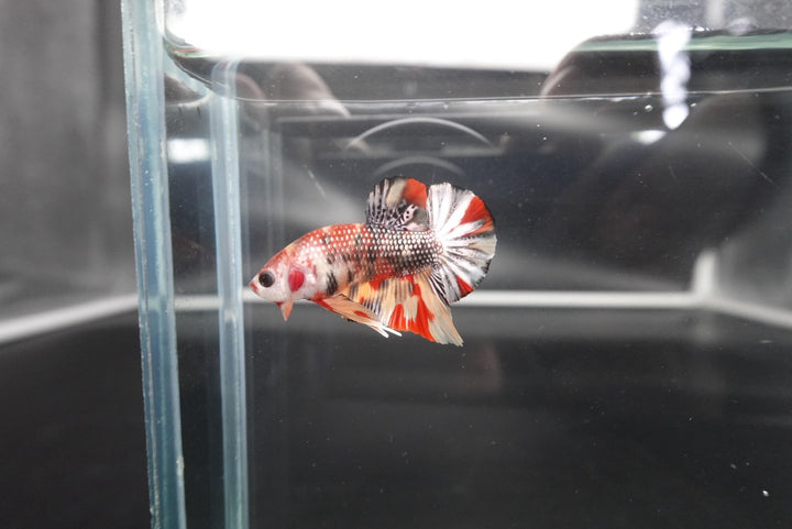 Competition grade - Multicolors Betta Fish