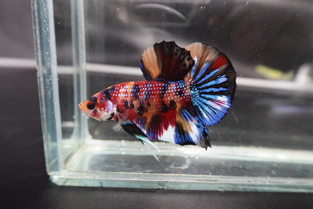 Competition grade - Multicolors Betta Fish