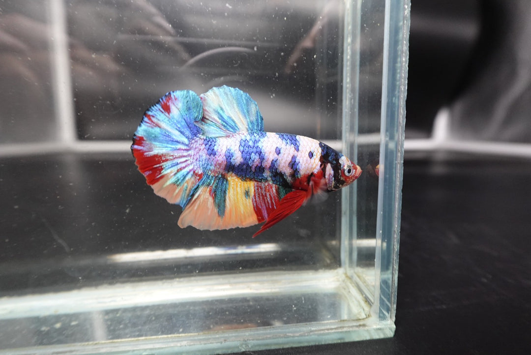 Competition grade - Multicolors Betta Fish