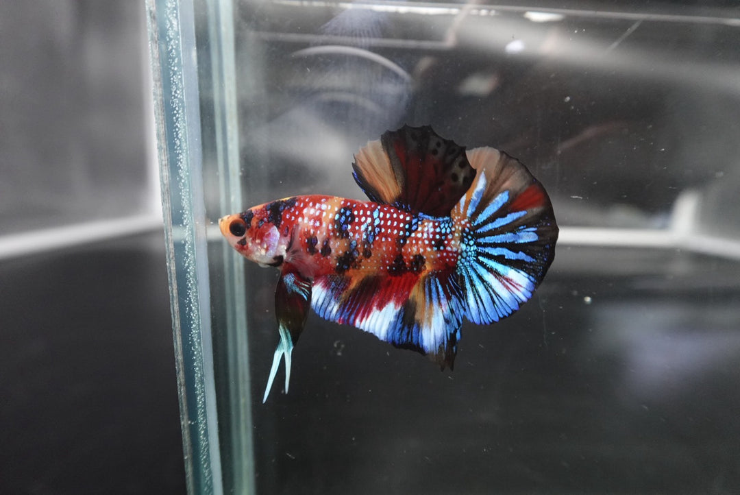 Competition grade - Multicolors Betta Fish