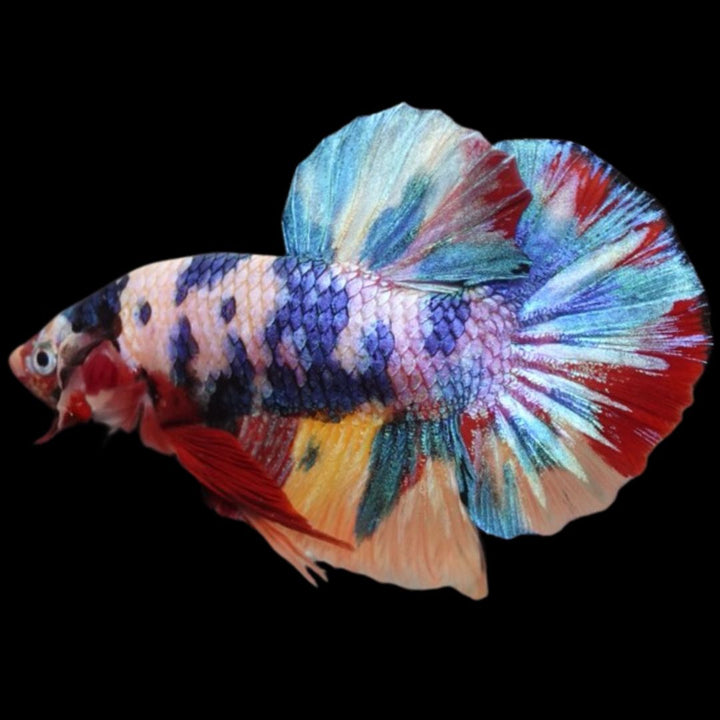 Competition grade - Multicolors Betta Fish