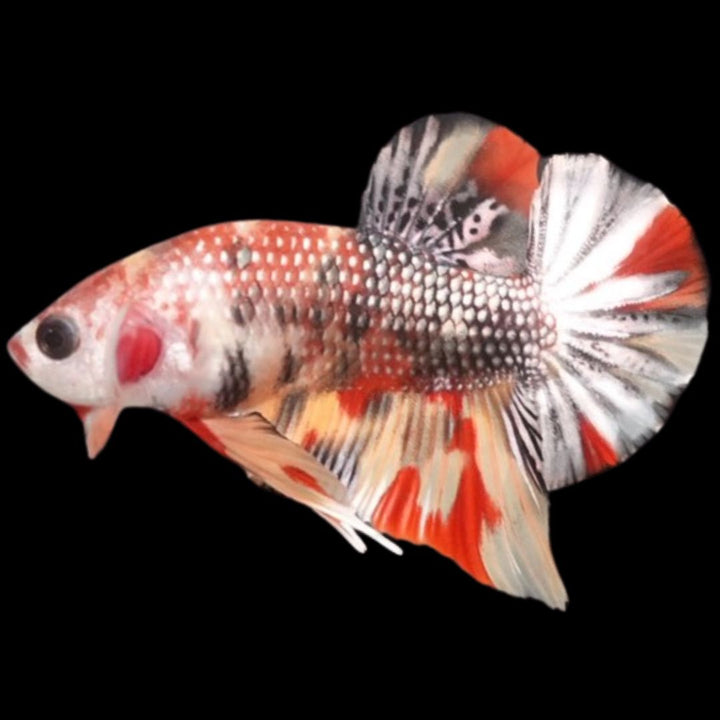 Competition grade - Multicolors Betta Fish