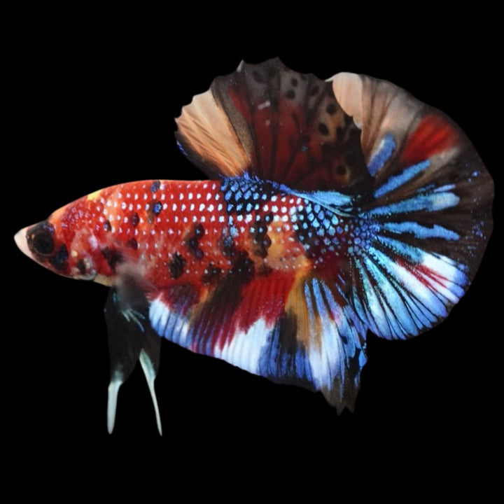 Competition grade - Multicolors Betta Fish