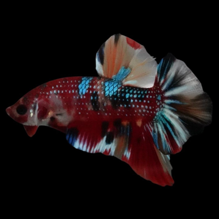 Competition grade - Multicolors Betta Fish (MALE)