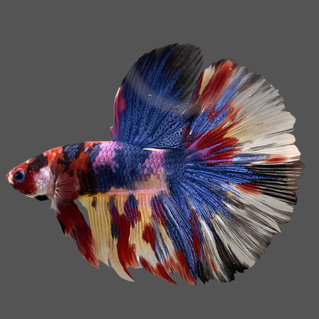 Competition Giant Halfmoon Multicolors Betta Fish