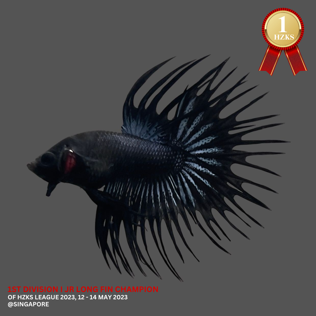 1ST Division I JR. Long Fin Competition - Crowntail Black Venom Betta Fish (MALE)