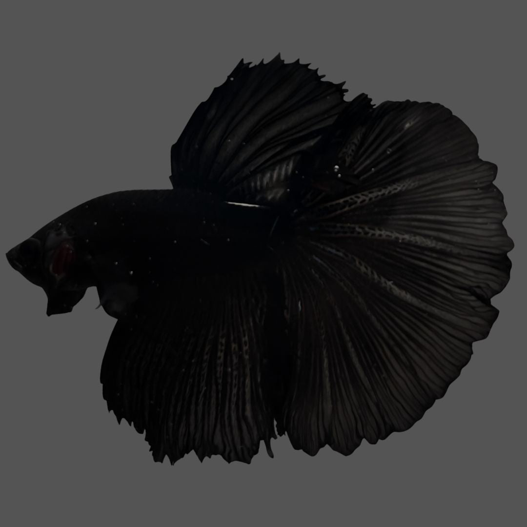 Rare Super Black Halfmoon Betta Fish