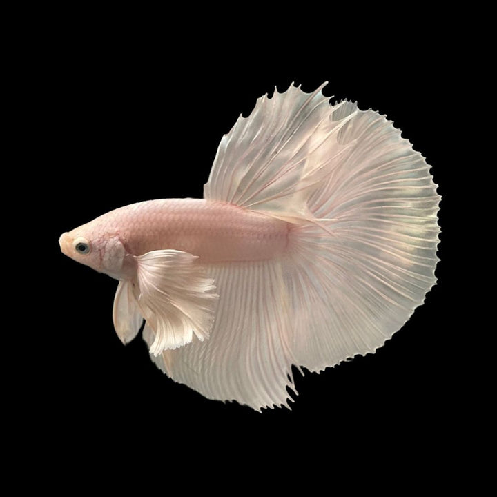 Rare Dumbo Halfmoon Platinum Betta Fish (Male)