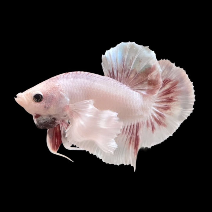 Rare Dumbo Periwinkle Betta Fish