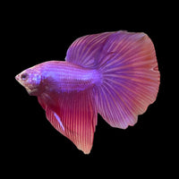 Halfmoon Magenta Betta fish (Male)