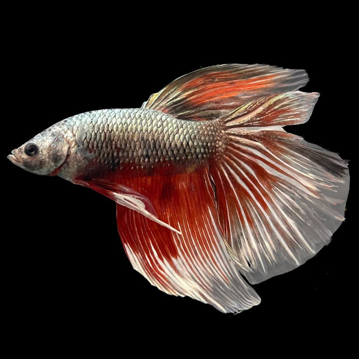 Rare Giant Halfmoon Copper Red Tail Betta Fish