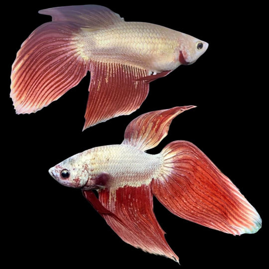 Pair Veiltail Red Dragon Betta Fish (Male & Female))