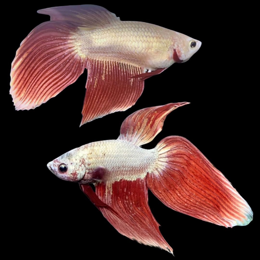 Pair Veiltail Red Dragon Betta Fish