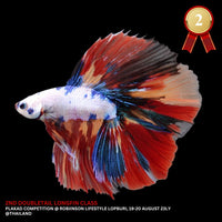 2ND DOUBLETAIL LONGFIN - Multicolors Betta Fish (MALE)