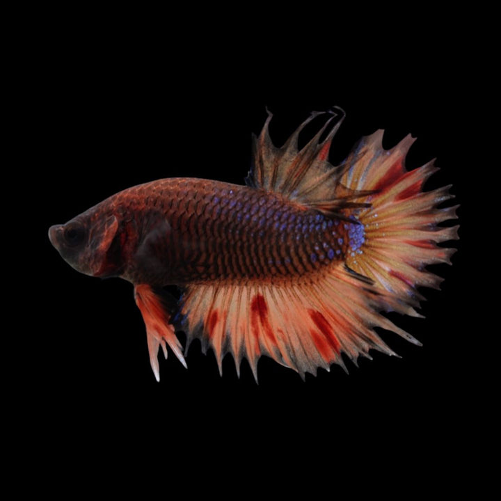 Rare CTPK Koi Betta Fish