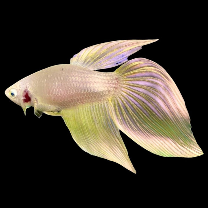 Veiltail Gold Betta Fish