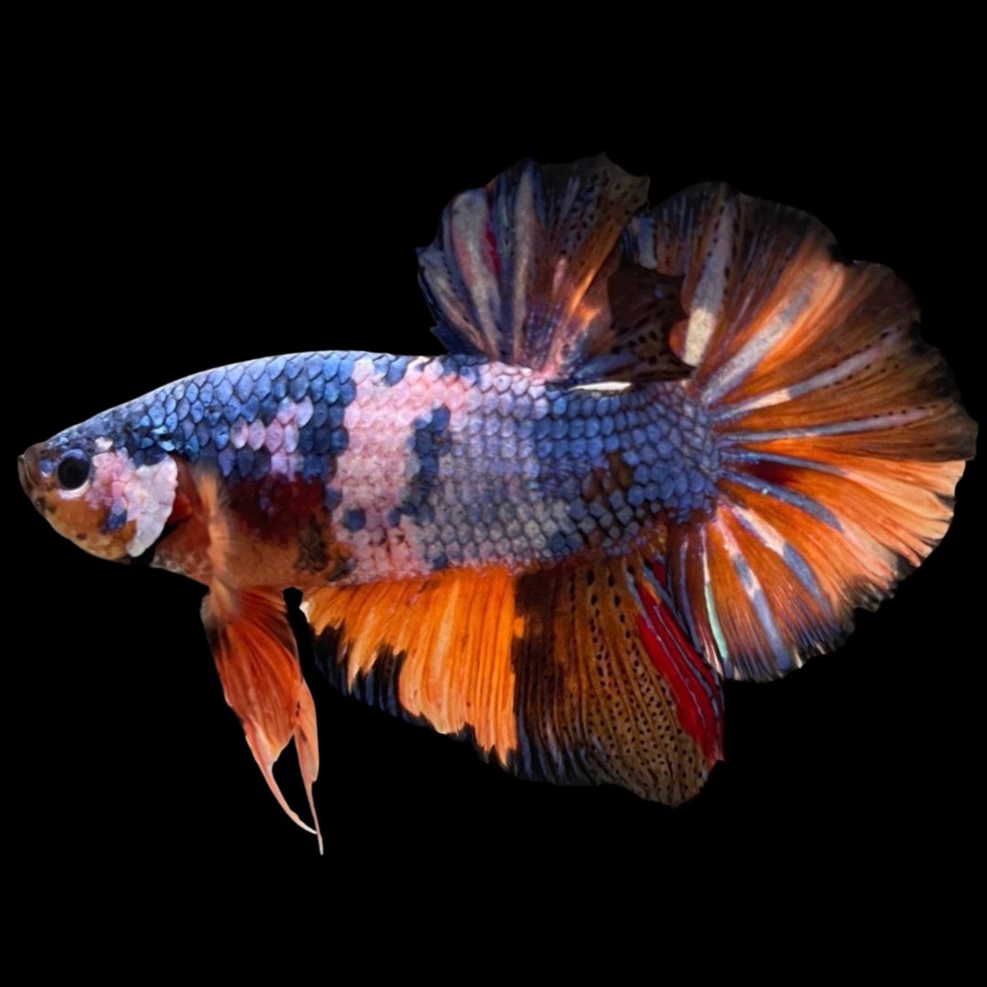 Competition Super Giant Multicolors Betta Fish