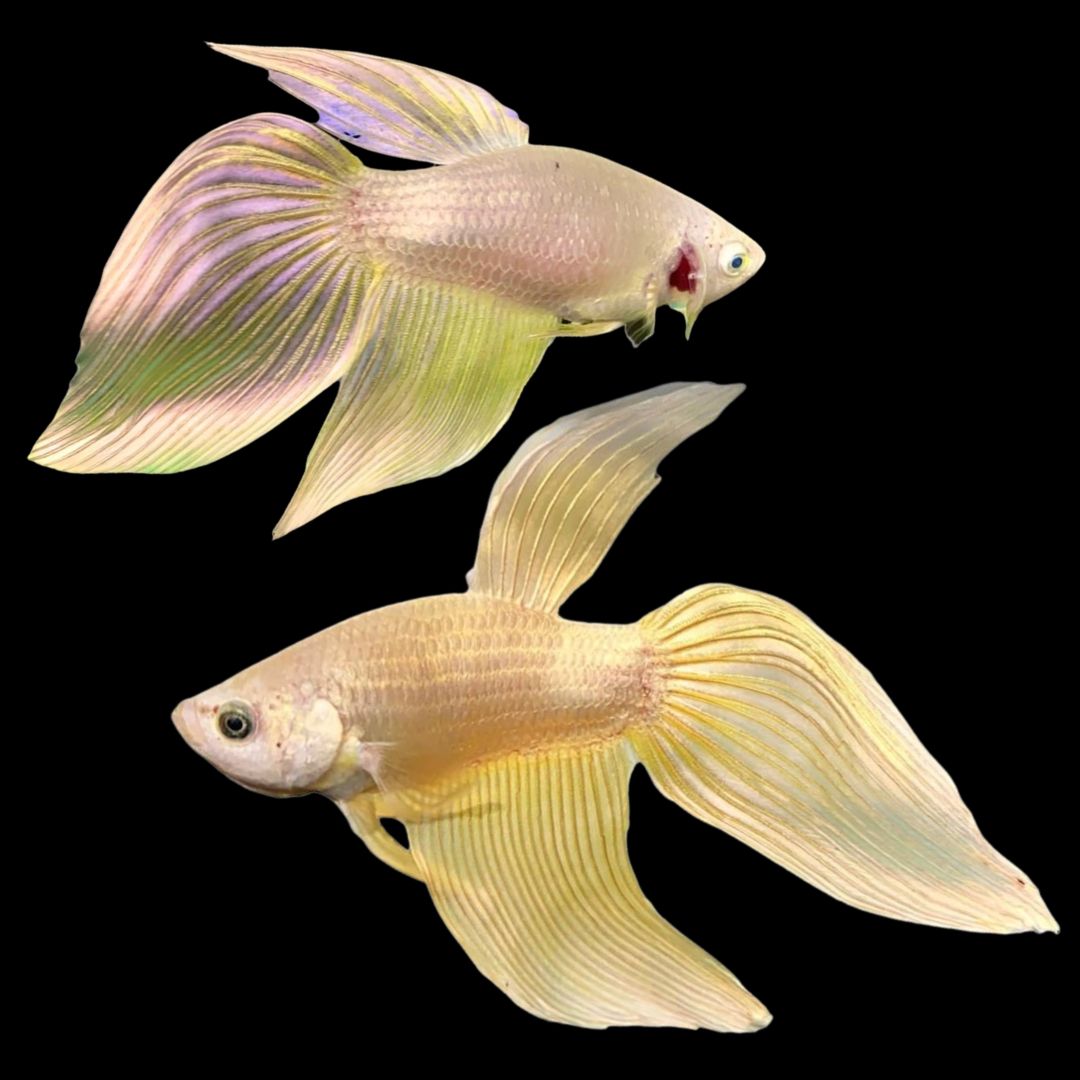 Pair Veiltail Gold Betta Fish