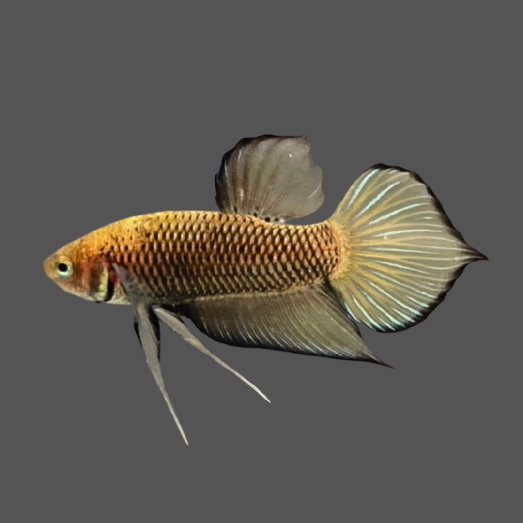 Yellow Benjarong Crimson Cheek Wild Betta Fish