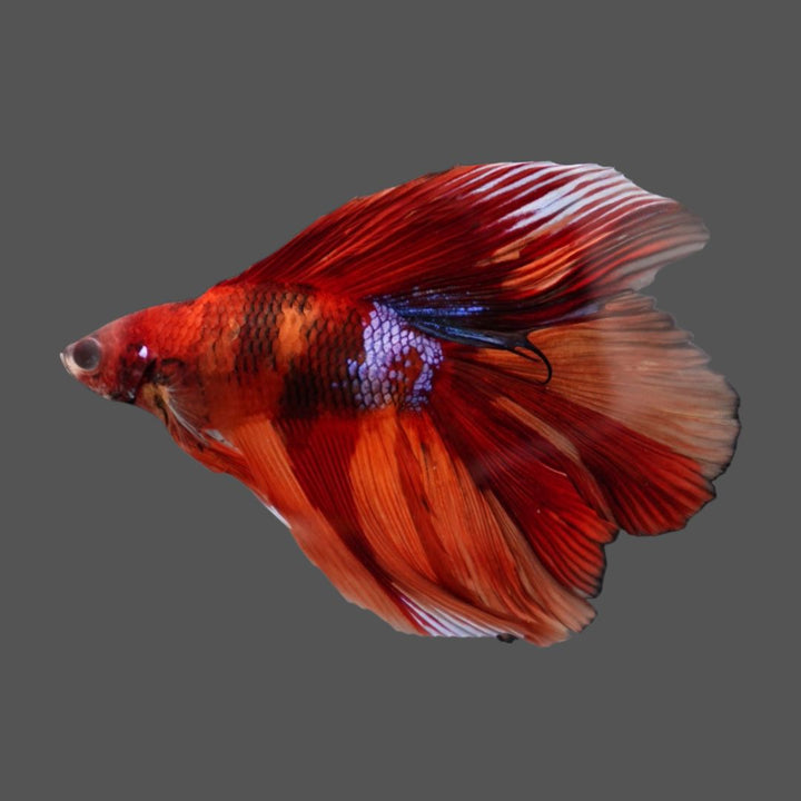 Competition Doubletail Nemo Betta Fish