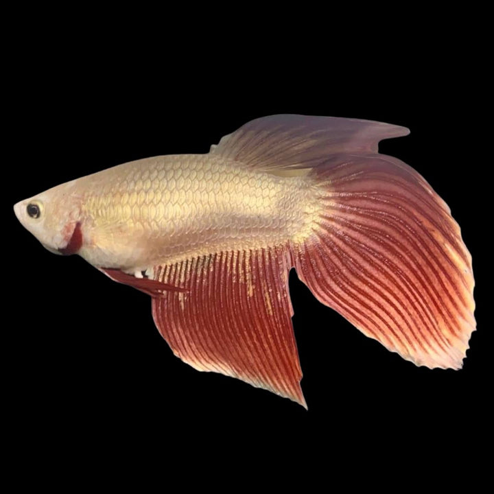 Veiltail Red Dragon Betta Fish