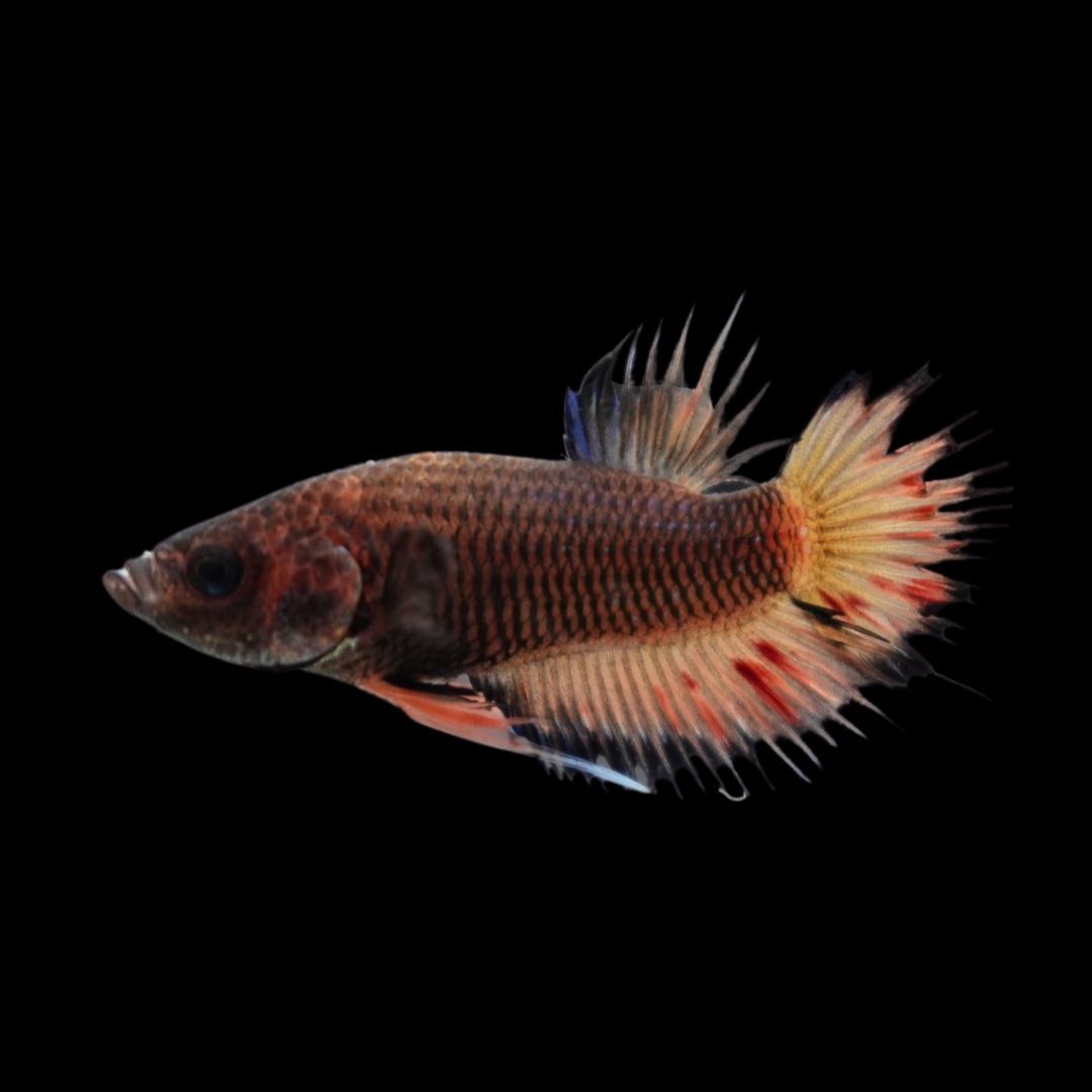 Rare CTPK Koi Betta Fish