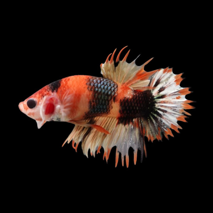 Competition CTPK Koi Betta Fish