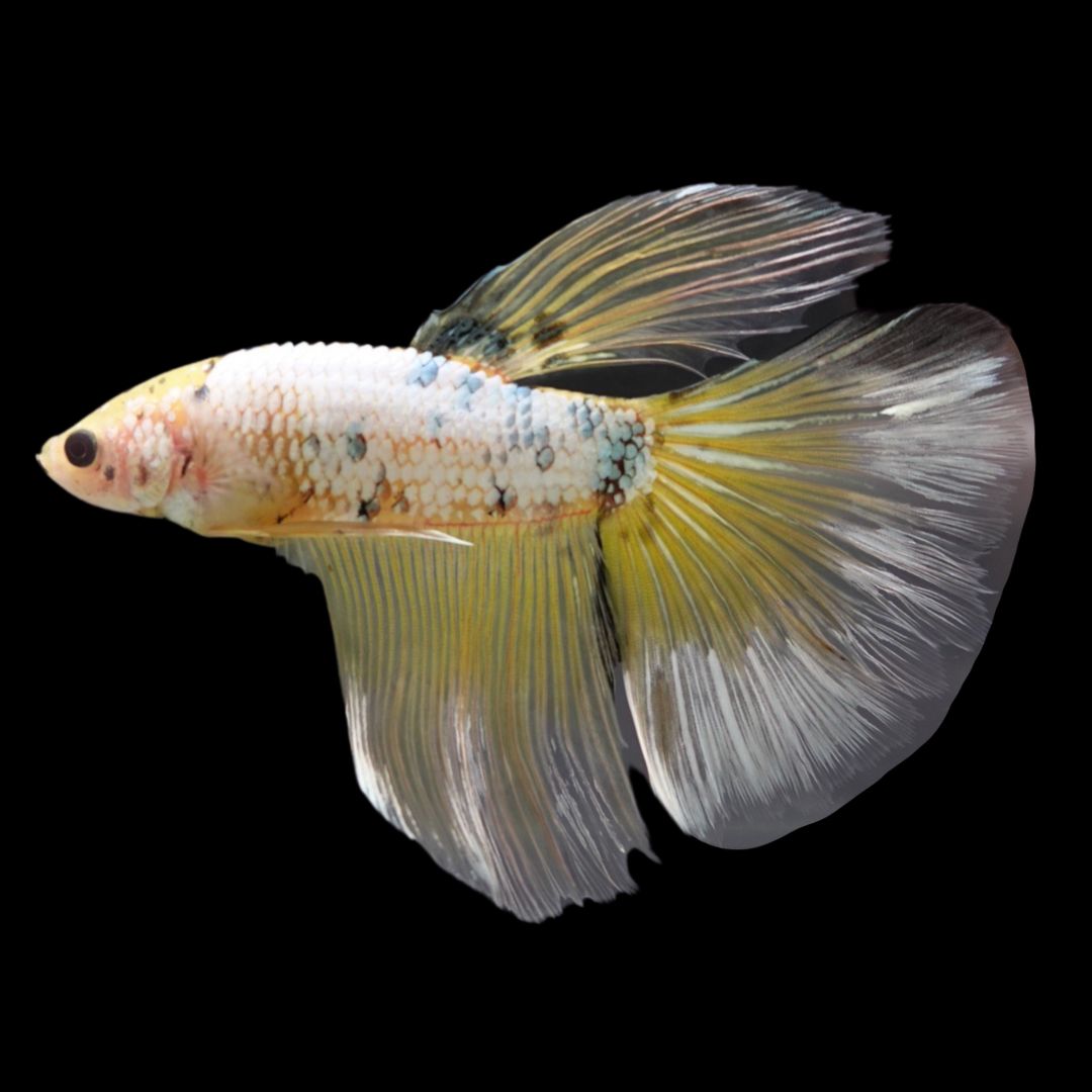 Rare Giant Halfmoon Koi Yellow Betta Fish