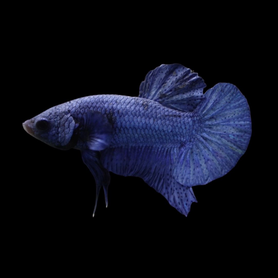 Navy Blue Betta Fish