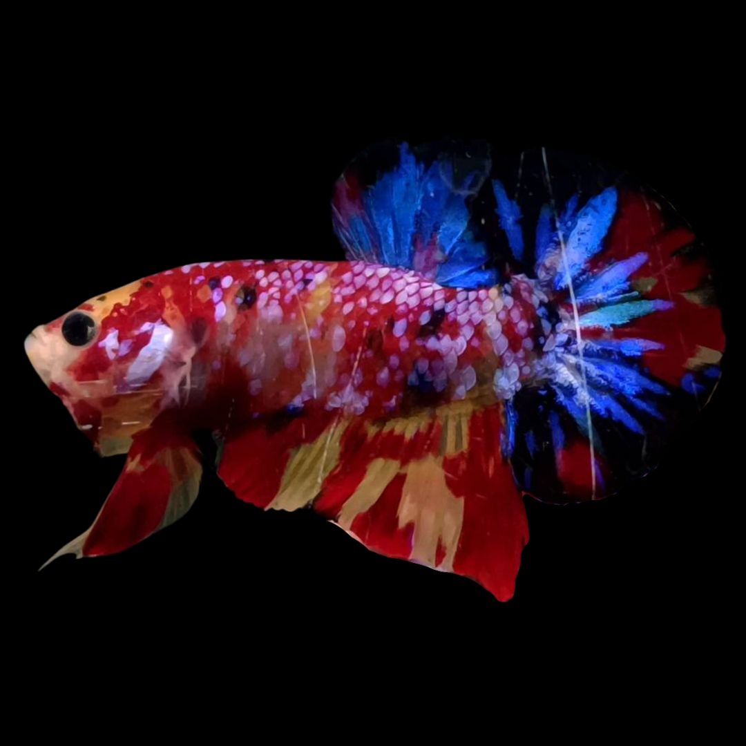 Rare Galaxy Koi Nemo Betta Fish