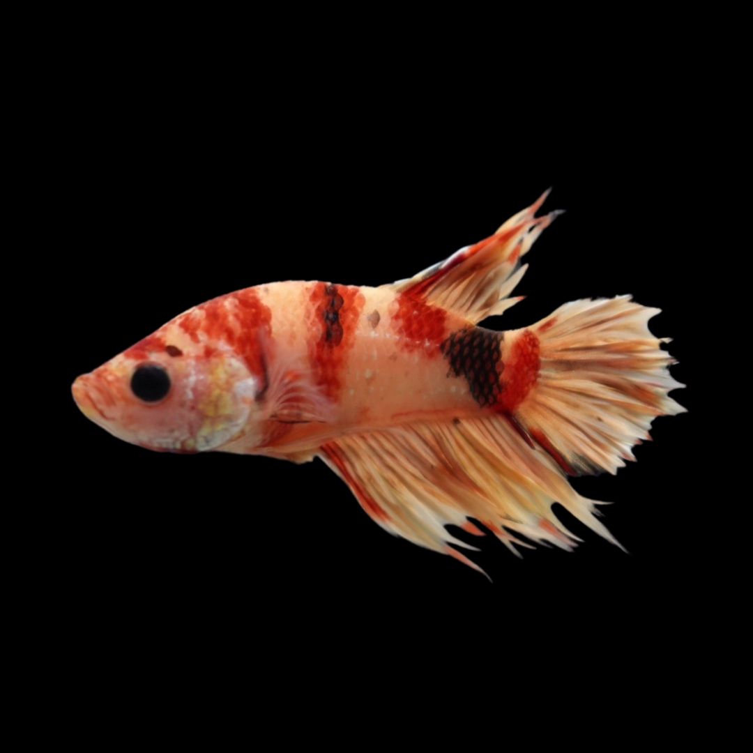 Rare CTPK Koi Betta Fish