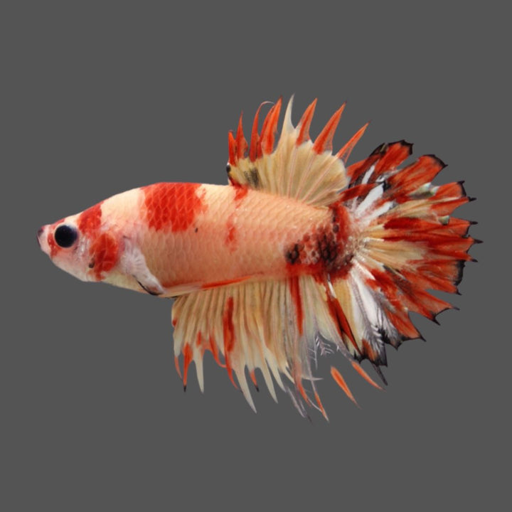 Rare CTPK Tiger Betta Fish