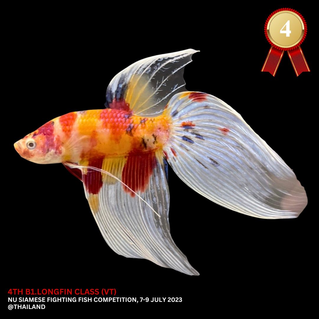 Competition Veiltail Koi Multicolors Betta Fish (MALE)