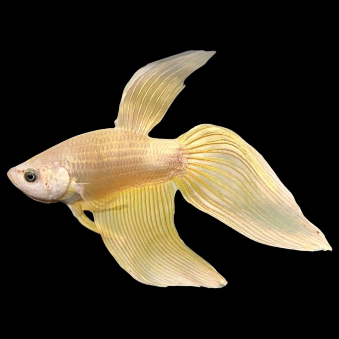 Veiltail Gold Betta Fish