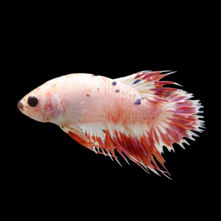 Rare CTPK Pink Tail Betta Fish