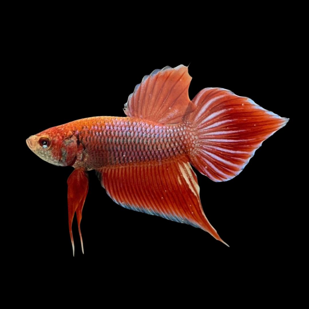 Long Southern Red Benjarong Crimson Cheek Wild Betta Fish