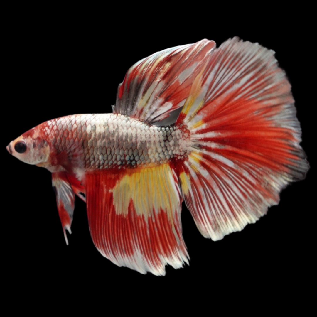 Rare Giant Halfmoon Nemo Copper Betta Fish