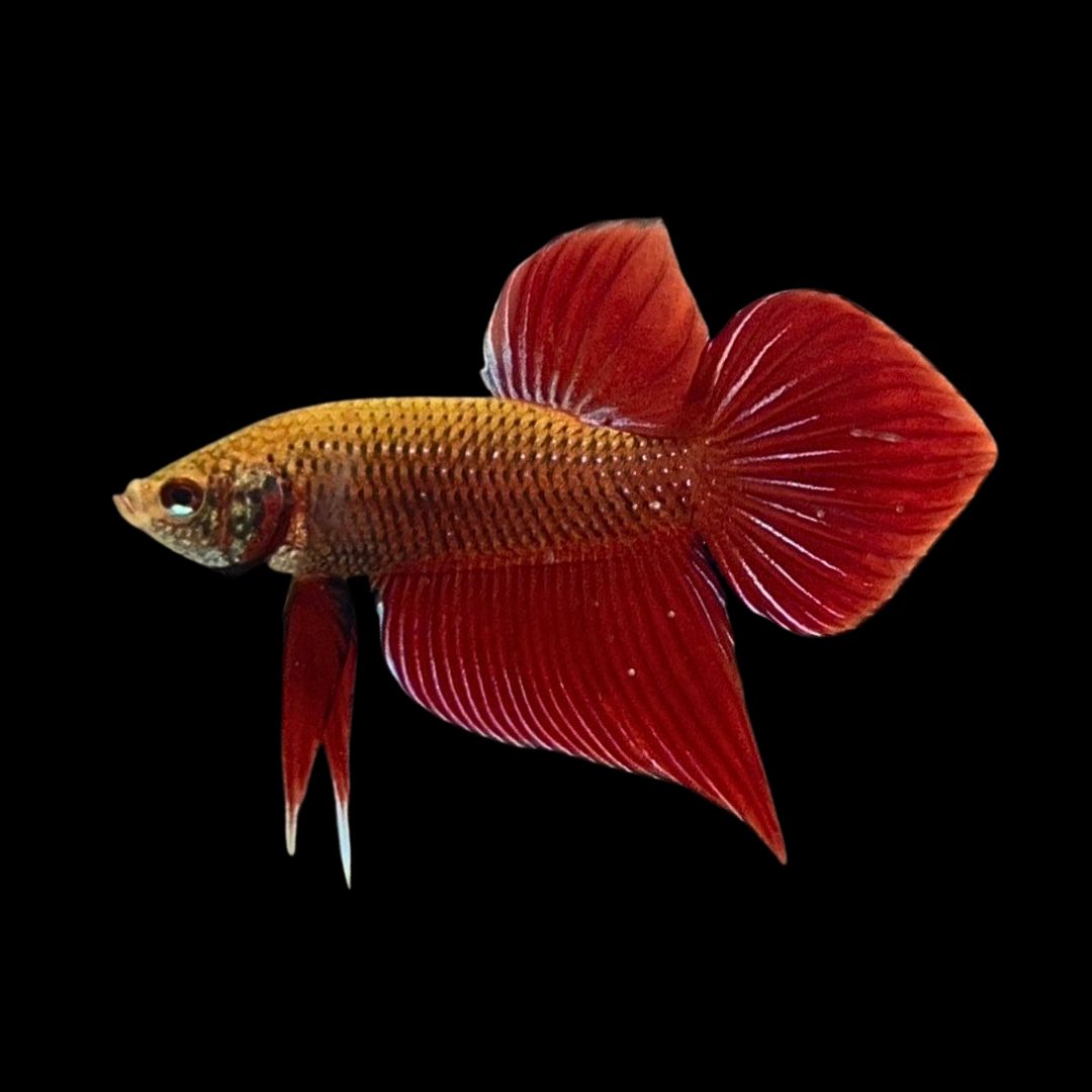 Red Benjarong Crimson Cheek Wild Betta Fish