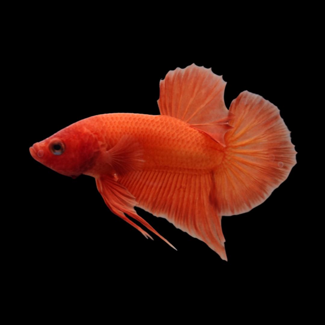 Marmalade Orange Betta Fish (Male)