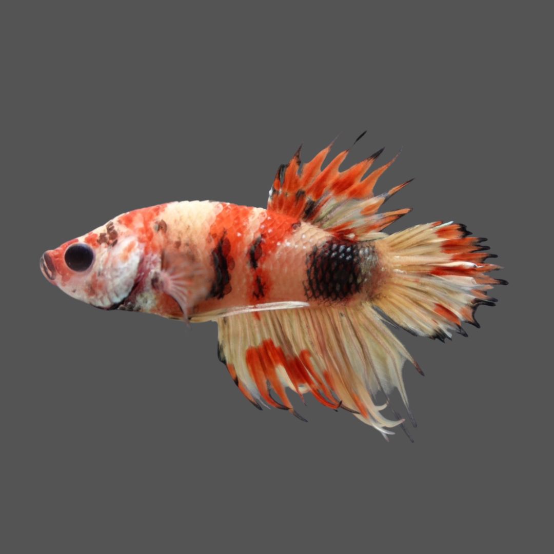 Rare CTPK Tiger Betta Fish