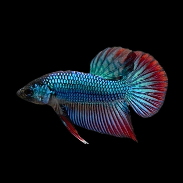 『AMAZING THAI BETTA』 Wild Betta fish Super Green Alien Hybrid - nicebettathailand.com