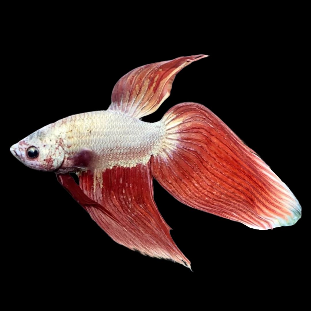 Veiltail Red Dragon Betta Fish