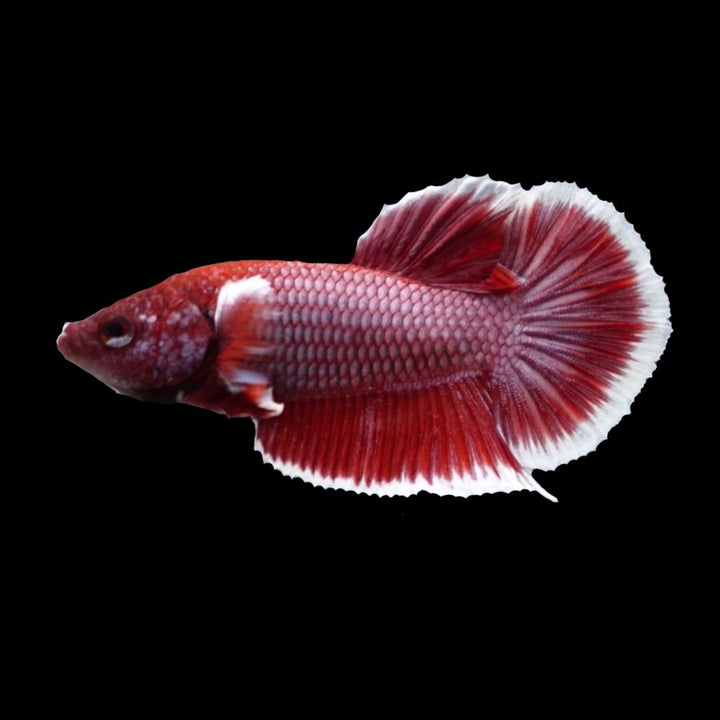 Competition salamander HMPK Betta Fish