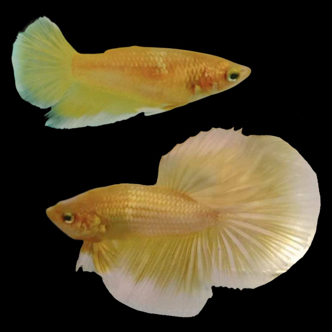 Rare Pair Halfmoon Gold Betta Fish