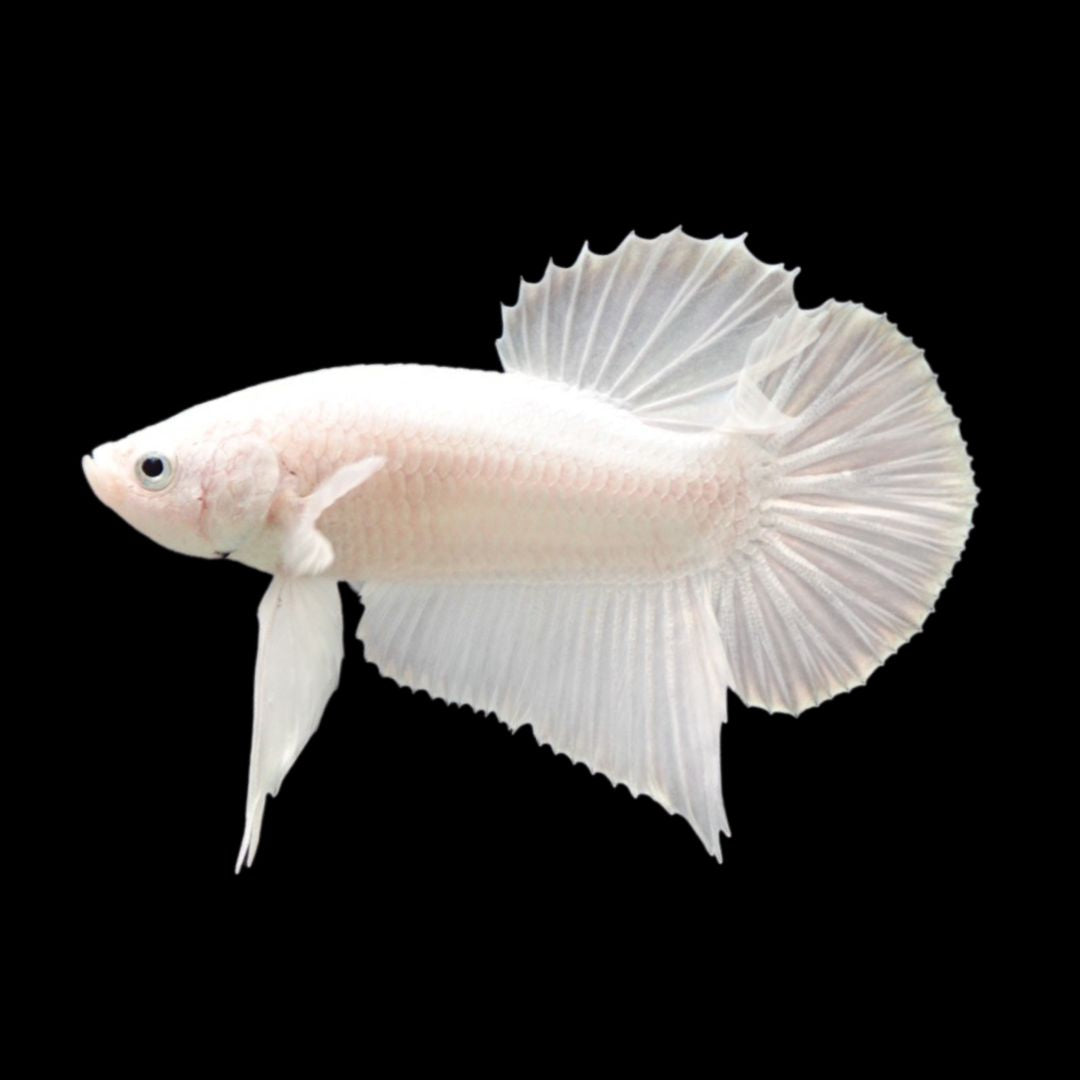 Snow White Betta Fish